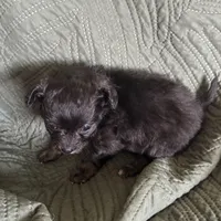 Sweet Ebonie, a female Pomchi for sale in Shawnee, OK – Photo 2 of 3