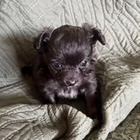 Sweet Ebonie, a female Pomchi for sale in Shawnee, OK – Photo 3 of 3