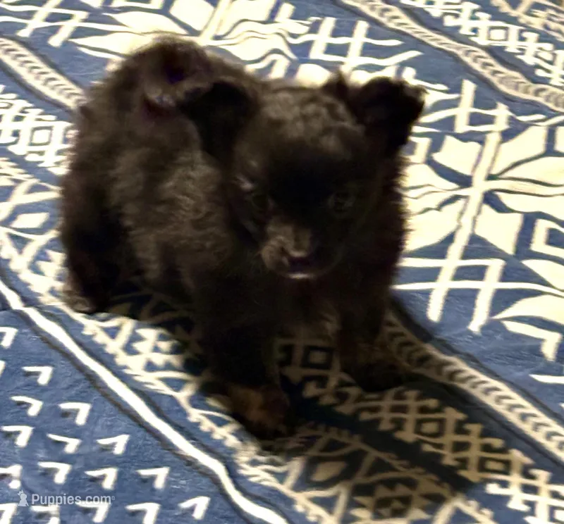 Sweet Ebonie – Pomchi puppy for sale in Shawnee, OK