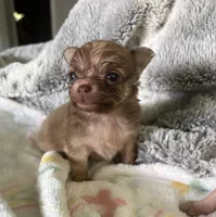 Sweet Lovie, a female Chihuahua for sale in Talihina, OK – 2 of 3