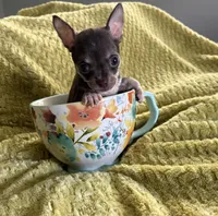 Chip, a male Chihuahua for sale in Talihina, OK – 2 of 3