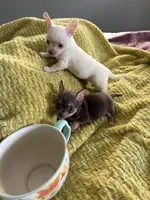 Cute Colin, a male Chihuahua for sale in Talihina, OK – 2 of 3