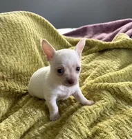 Cute Colin, a male Chihuahua for sale in Talihina, OK – 1 of 3