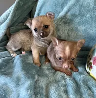Teenie Baby, a female Chihuahua for sale in Talihina, OK – 4 of 4