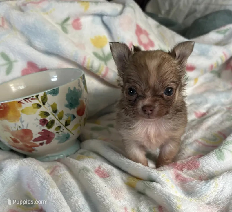 Sweet Lovie – Chihuahua puppy for sale in Talihina, OK