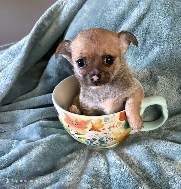 Sweet Dolly – Chihuahua puppy for sale in Talihina, OK