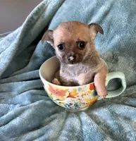 Sweet Dolly, a female Chihuahua for sale in Talihina, OK – 1 of 3