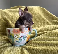 Chip, a male Chihuahua for sale in Talihina, OK – 1 of 3