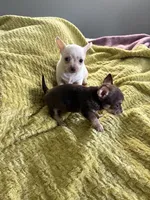 Chip, a male Chihuahua for sale in Talihina, OK – 3 of 3