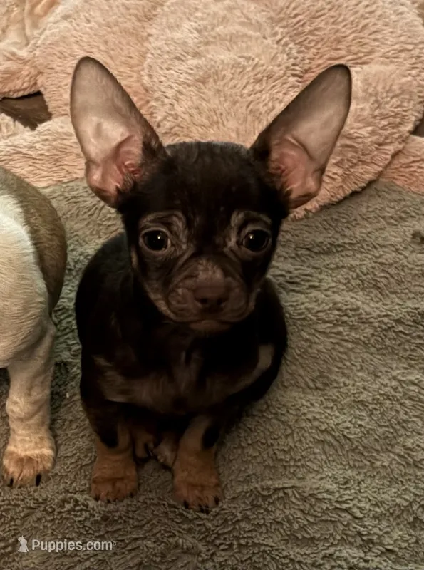 Lucheeto  – Chihuahua puppy for sale in Talihina, OK