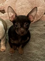 Lucheeto , a male Chihuahua for sale in Talihina, OK – 1 of 2