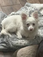 Lil Prince, a male Pomchi for sale in Talihina, OK – 2 of 3