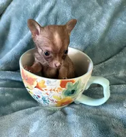 Teenie Baby, a female Chihuahua for sale in Talihina, OK – 2 of 4