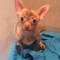 Tiny Tigger, a male Chihuahua for sale in Shawnee, OK – Photo 1 of 3