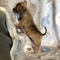 Tiny Tigger, a male Chihuahua for sale in Shawnee, OK – Photo 2 of 3