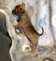 Tiny Tigger, a male Chihuahua for sale in Shawnee, OK – Photo 2 of 3