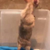 Tiny Tigger, a male Chihuahua for sale in Shawnee, OK – Photo 3 of 3