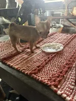 Teenie Baby, a female Chihuahua for sale in Talihina, OK – 5 of 5