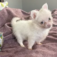 Tiny Puffboy, a male Pomchi for sale in Shawnee, OK – Photo 1 of 4