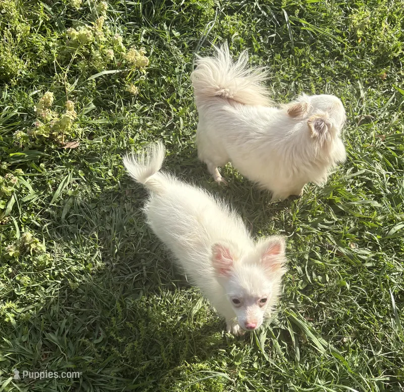 Lil Prince – Pomchi puppy for sale in Talihina, OK