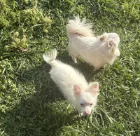 Lil Prince, a male Pomchi for sale in Talihina, OK – 3 of 3