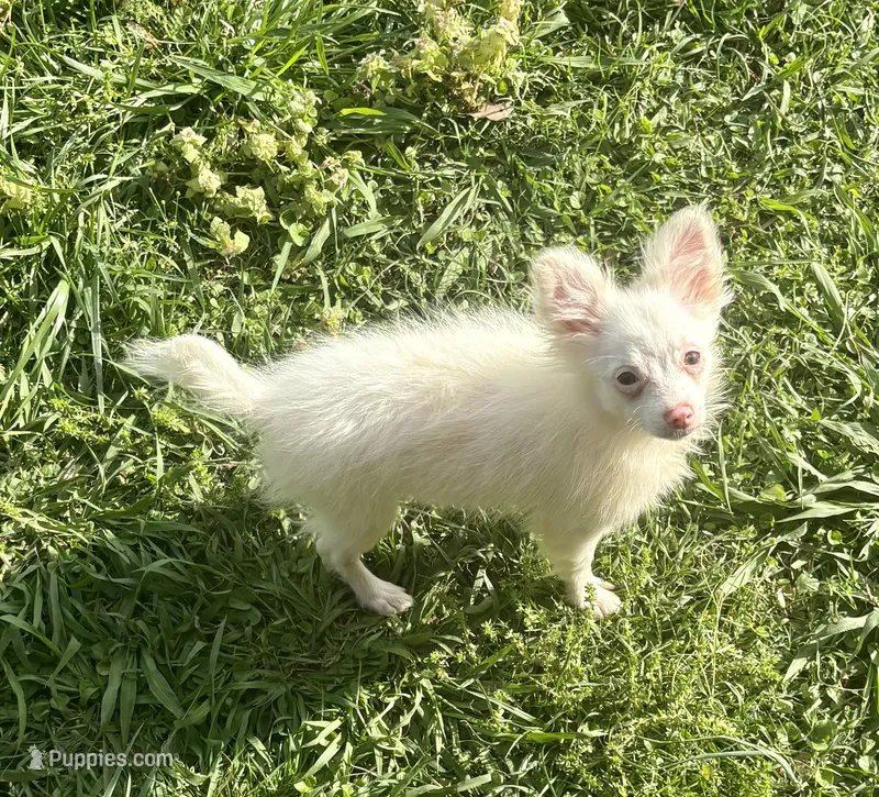 Lil Prince – Pomchi puppy for sale in Shawnee, OK