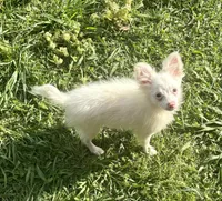 Lil Prince, a male Pomchi for sale in Talihina, OK – 2 of 3