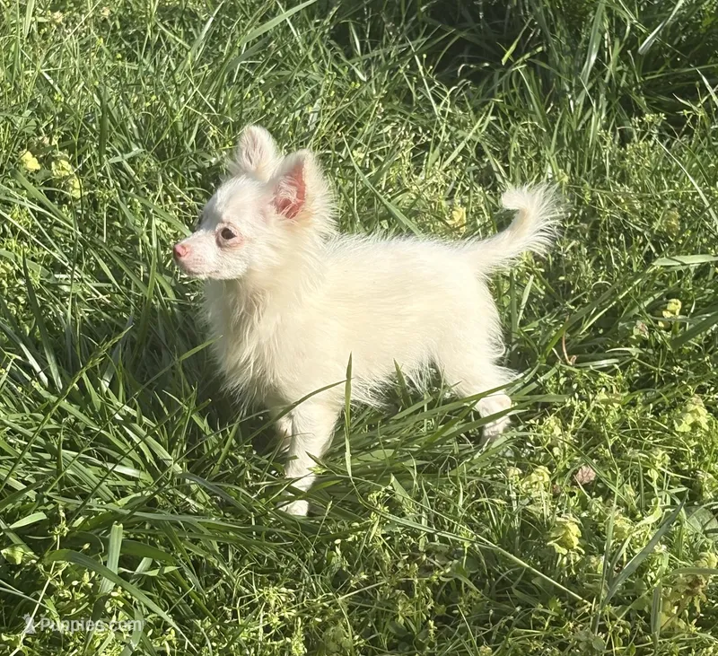 Lil Prince – Pomchi puppy for sale in Shawnee, OK