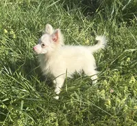 Lil Prince, a male Pomchi for sale in Talihina, OK – 1 of 3