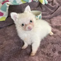Tiny Puffboy, a male Pomchi for sale in Shawnee, OK – Photo 4 of 4