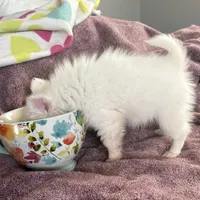 Tiny Puffboy, a male Pomchi for sale in Shawnee, OK – Photo 3 of 4