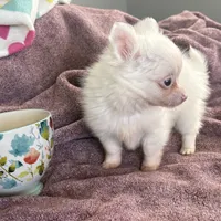 Tiny Puffboy, a male Pomchi for sale in Shawnee, OK – Photo 2 of 4