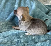 Sweet Dolly, a female Chihuahua for sale in Talihina, OK – 2 of 3
