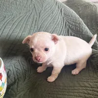 Baby Cornbread , a female Pomchi for sale in Shawnee, OK – Photo 4 of 5