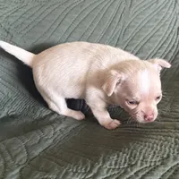 Baby Cornbread , a female Pomchi for sale in Shawnee, OK – Photo 5 of 5