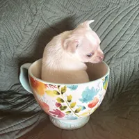 Baby Cornbread , a female Pomchi for sale in Shawnee, OK – Photo 2 of 5