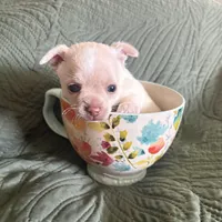 Baby Cornbread , a female Pomchi for sale in Shawnee, OK – Photo 1 of 5