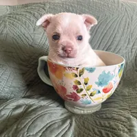 Baby Cornbread , a female Pomchi for sale in Shawnee, OK – Photo 3 of 5