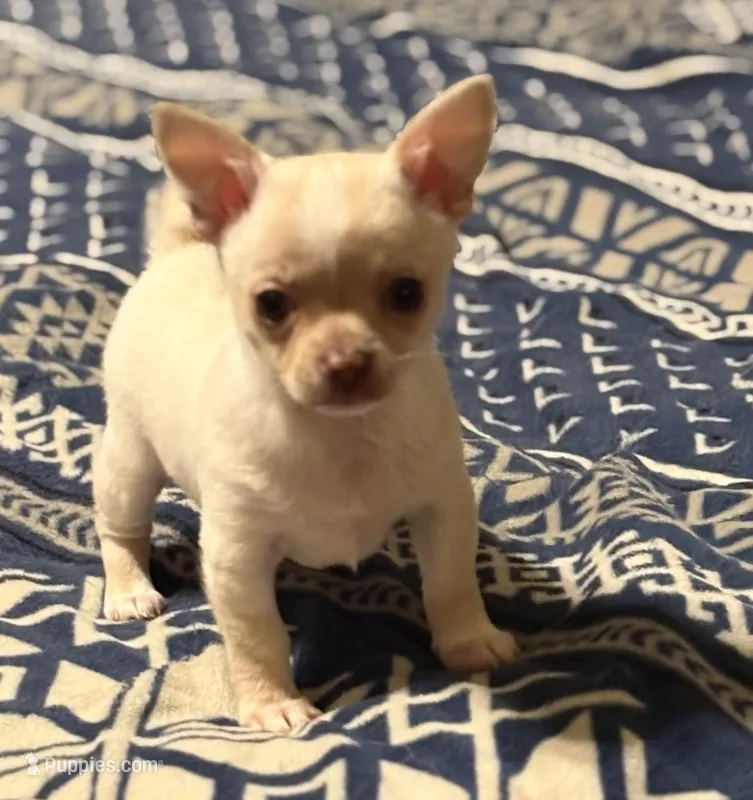 Baby Cornbread  – Pomchi puppy for sale in Shawnee, OK