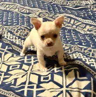 Baby Cornbread , a female Chihuahua for sale in Shawnee, OK – Photo 2 of 3