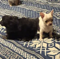 Baby Cornbread , a female Chihuahua for sale in Shawnee, OK – Photo 3 of 3