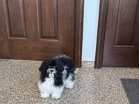 Lanie, a female Havanese for sale in Nappanee, IN – 2 of 6