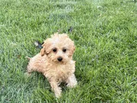 Wesley F1b mini , a male Cavapoo for sale in Nappanee, IN – 9 of 9