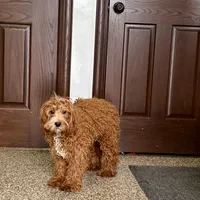Henry F1, a male Cavapoo for sale in Nappanee, IN – Photo 1 of 6