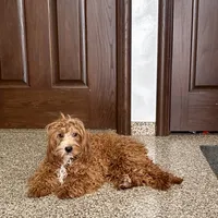 Henry F1, a male Cavapoo for sale in Nappanee, IN – Photo 5 of 6