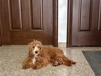Henry F1, a male Cavapoo for sale in Nappanee, IN – Photo 5 of 6
