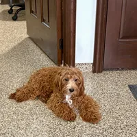 Henry F1, a male Cavapoo for sale in Nappanee, IN – Photo 6 of 6