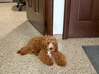 Henry F1, a male Cavapoo for sale in Nappanee, IN – Photo 6 of 6