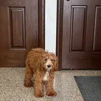 Henry F1, a male Cavapoo for sale in Nappanee, IN – Photo 4 of 6