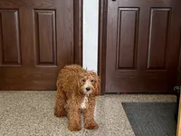 Henry F1, a male Cavapoo for sale in Nappanee, IN – Photo 4 of 6
